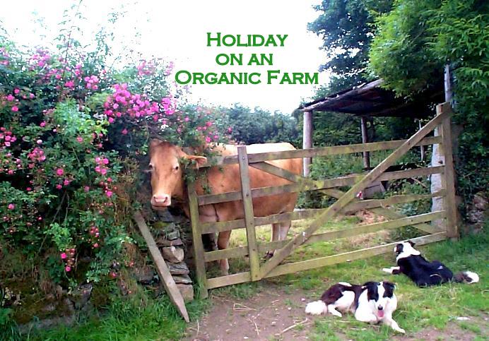 Dog Friendly Accommodation Cornwall Dog Friendly Accommodation Cornwall
